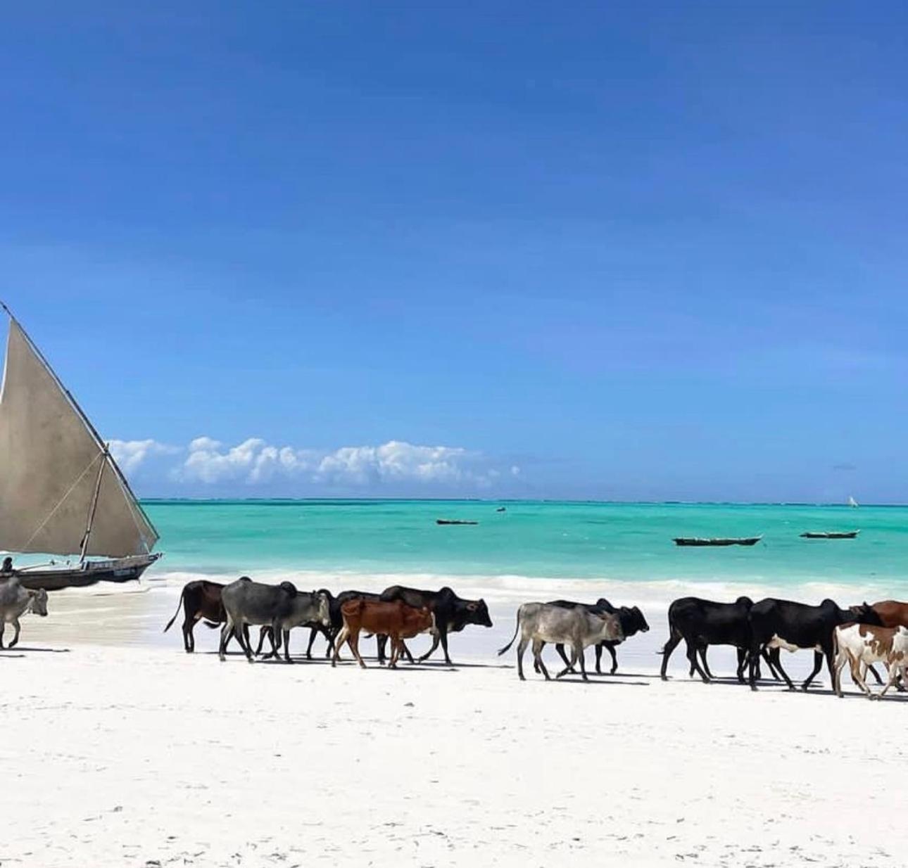 Your Zanzibar Place Падже Экстерьер фото